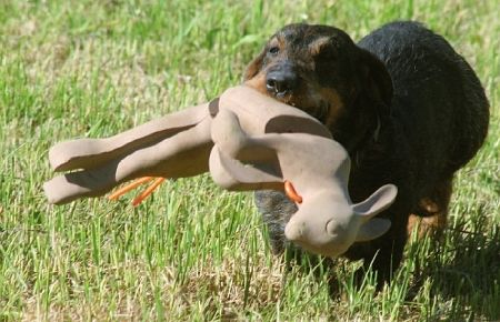 Waidwerk Apportierdummy in dreiteiliger Kaninchen Form, Detail, getragen vom Hund