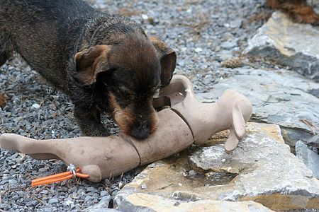 Waidwerk Apportierdummy in dreiteiliger Kaninchen Form, Detail mit Hund